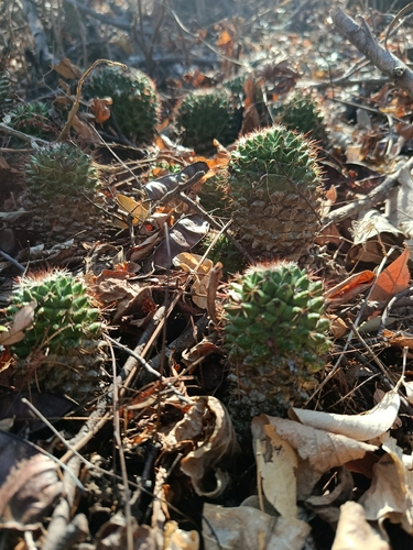 Mammillaria voburnensis (Mammillaria voburnensis)