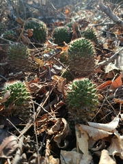 Mammillaria voburnensis
