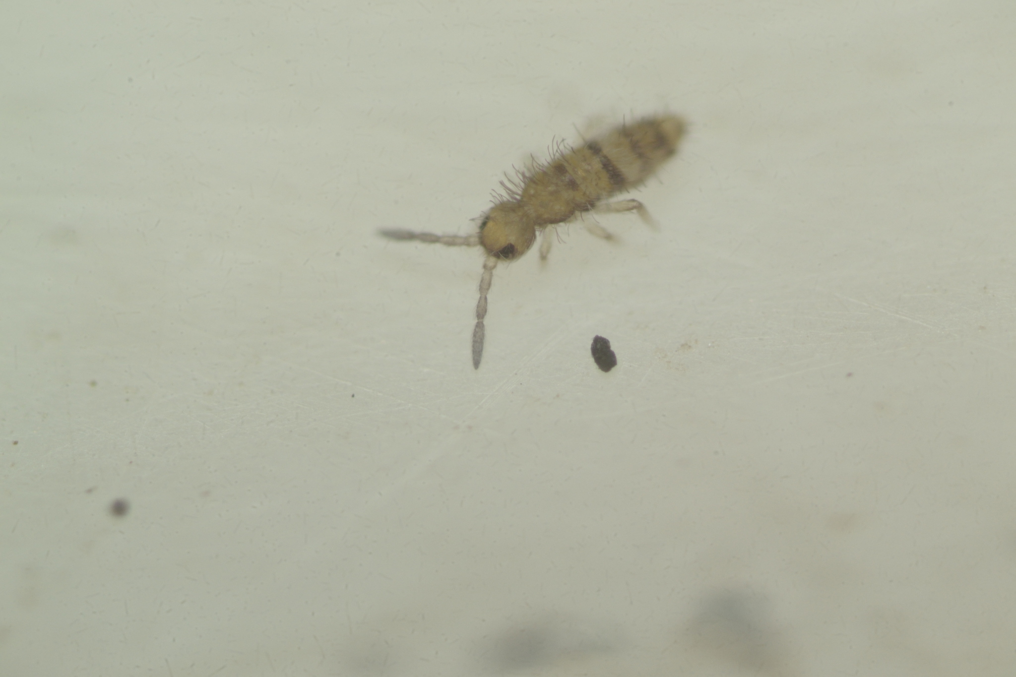 Homidia sauteri (C.Börner, 1909)