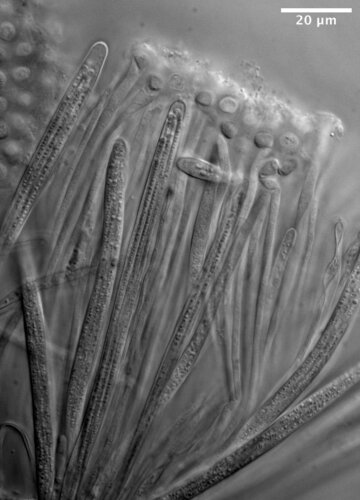 Coccomyces sp.