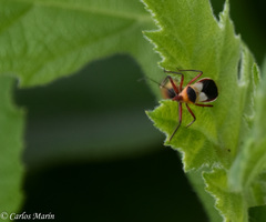 Castolus plagiaticollis