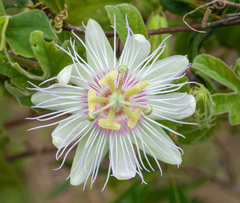 Passiflora santiagana