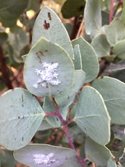 Puto arctostaphyli