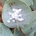 Manzanita Leaf Mealybug - Photo (c) rickr, some rights reserved (CC BY), uploaded by rickr