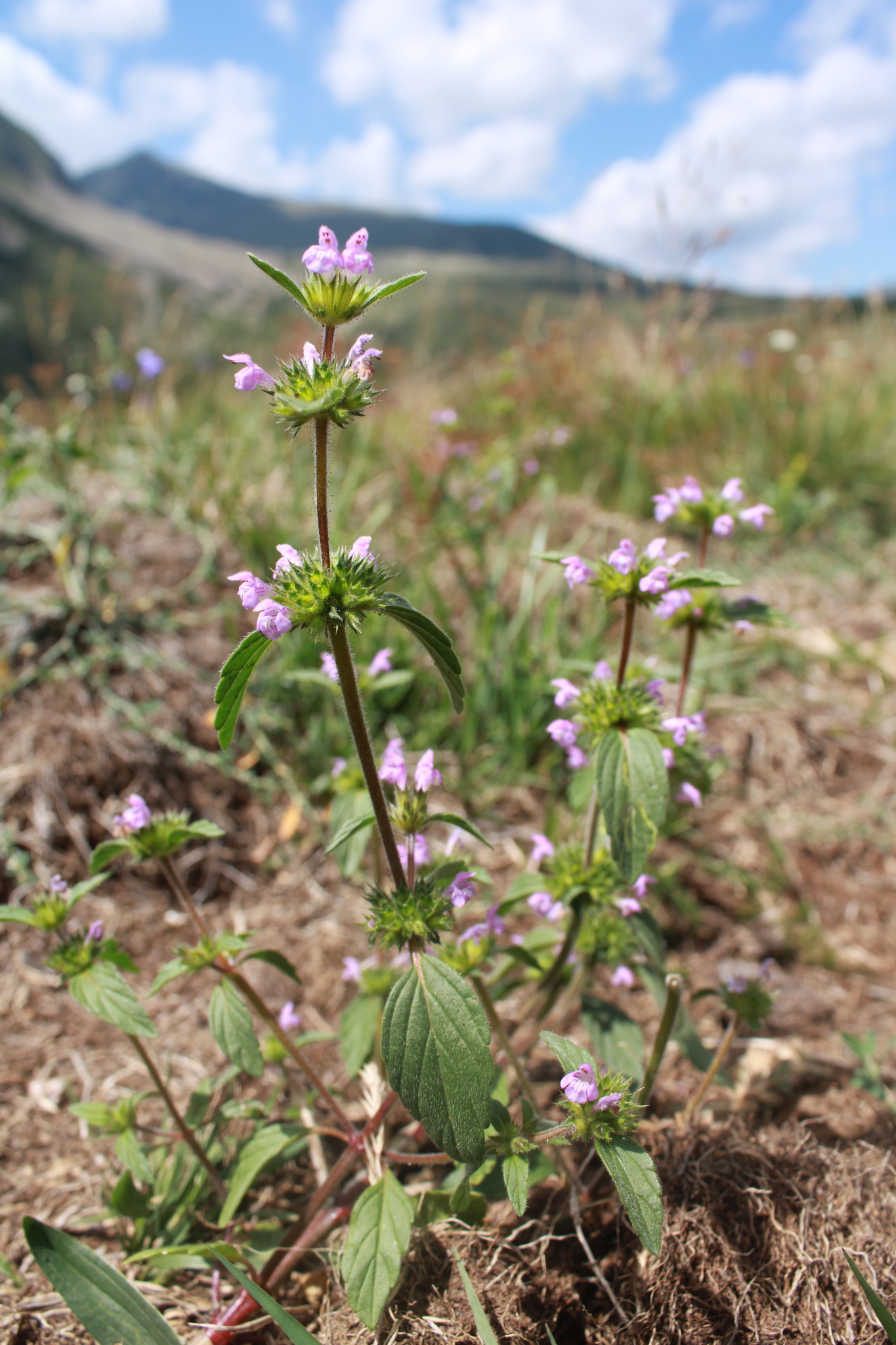 Broad-Leaved Hemp-Nettle (Galeopsis ladanum)