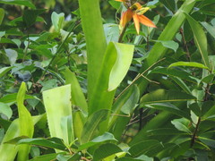 Aechmea tillandsioides