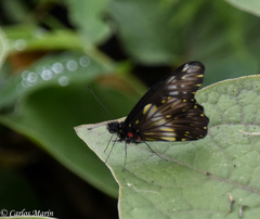 Catasticta flisa flisa