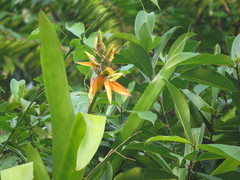 Aechmea tillandsioides