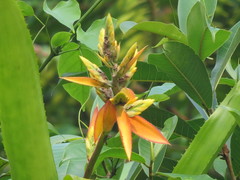 Aechmea tillandsioides