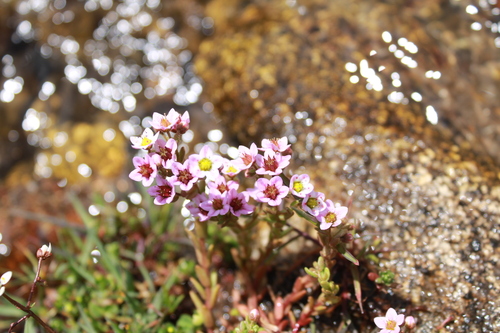 Hairy Stonecrop (Sedum villosum)