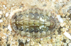 Image of Chaetopleura lurida