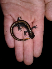 Ambystoma macrodactylum macrodactylum