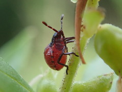 Oechalia schellenbergii