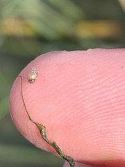 Pyrgulopsis sanchezi
