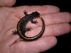 Ambystoma macrodactylum macrodactylum
