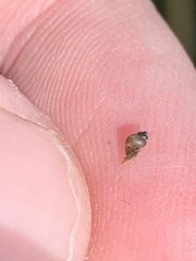 Pyrgulopsis sanchezi