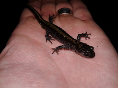 Ambystoma macrodactylum macrodactylum