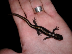 Ambystoma macrodactylum macrodactylum