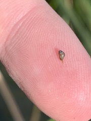 Pyrgulopsis sanchezi