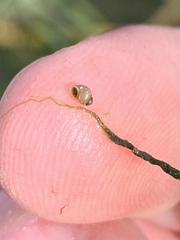 Pyrgulopsis sanchezi