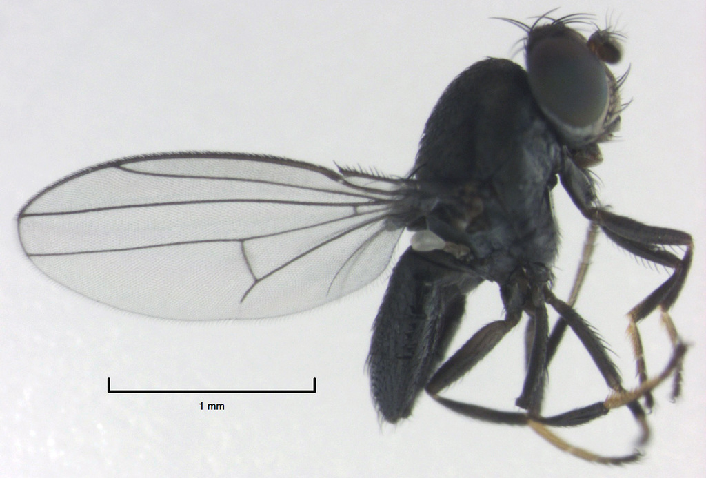 Gymnomyzinae