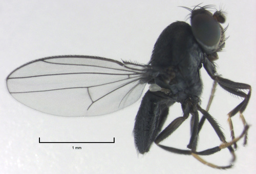 Ditrichophora