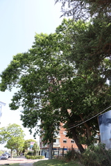 Ficus elastica