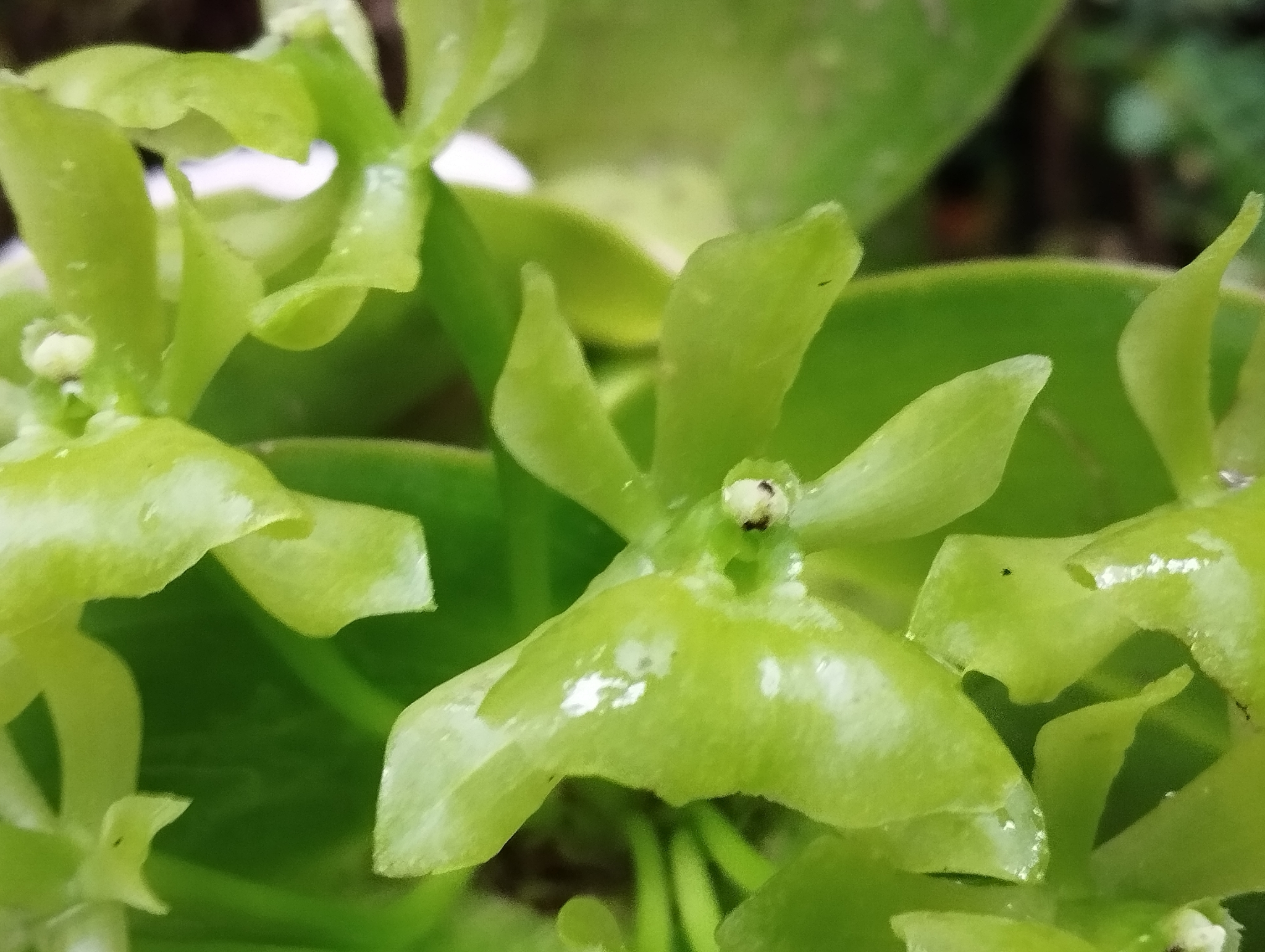 Epidendrum upanodifforme Hágsater & Dodson 2
