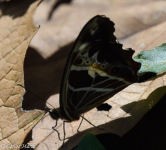 Oxeoschistus tauropolis tauropolis