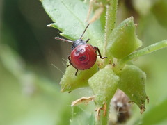 Oechalia schellenbergii