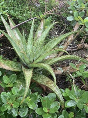Aloe parvibracteata