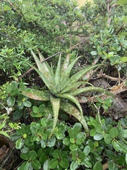 Aloe parvibracteata