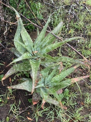 Aloe parvibracteata
