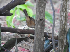 Cantorchilus modestus
