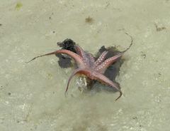 Octopus hubbsorum