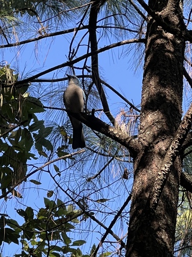 Mexican Jay (Aphelocoma wollweberi), photo 3