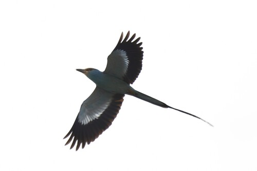 Carraca abisinia (Coracias abyssinicus)