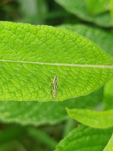 Sibovia sagata