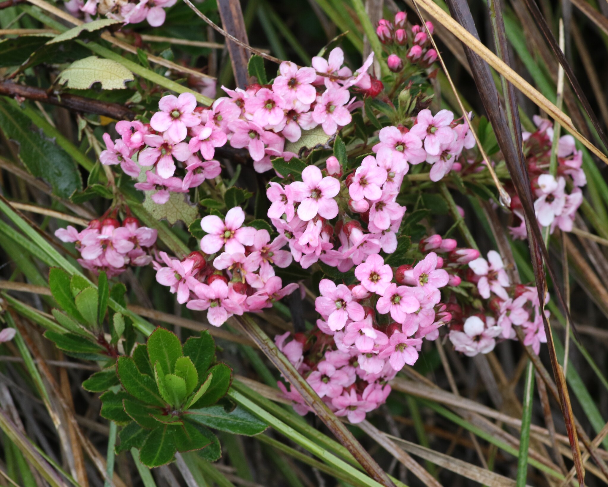 Escallonia laevis