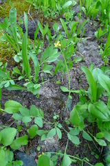 Tauschia stricklandii
