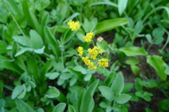 Tauschia stricklandii