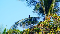 Buteogallus