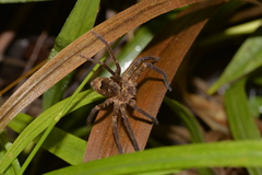 Heteropoda binnaburra