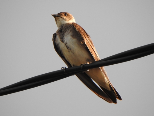 Brown-chested Martin (Progne tapera), photo 9