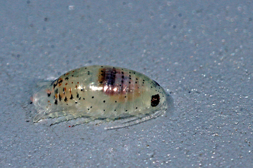 Excirolana braziliensis