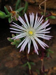 Mesembryanthemum canaliculatum