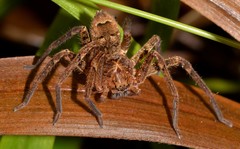 Heteropoda binnaburra