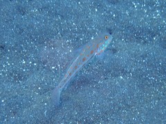Valenciennea puellaris