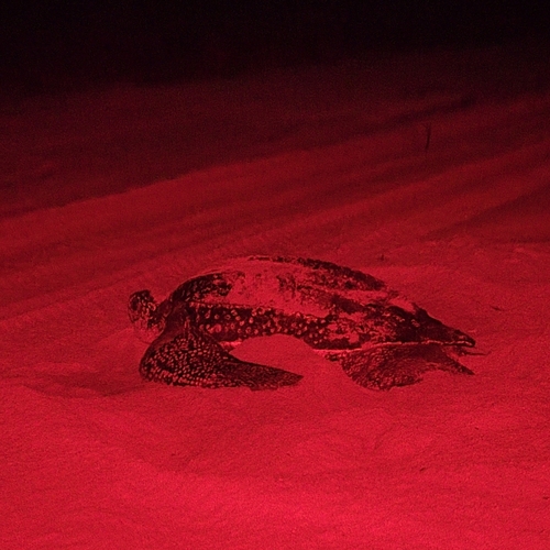 Leatherback Sea Turtle