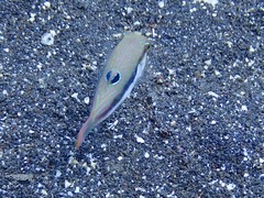Canthigaster bennetti